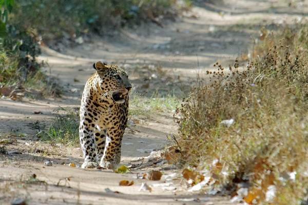 KUMBHALGARH WILDLIFE SANCTUARY WALK 05